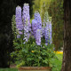 Дельфиниум высок, GUARDIAN F1 LAVENDER