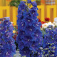Дельфиниум высок, GUARDIAN F1 BLUE