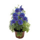 Дельфініум великоквітковий Mirror Blue 1000 шт, Benary