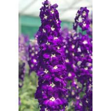  Дельфініум новозеландський  Purple Passion F1 h 1.2 - 1.5m, 250 шт, New Zealand Delphiniums