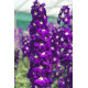 Дельфініум новозеландський  Purple Passion F1 h 1.2 - 1.5m, 5 шт, New Zealand Delphiniums