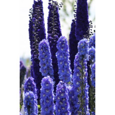  Дельфініум Tall Stars F1, 1000 шт, New Zealand Delphiniums