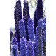 Дельфініум Tall Stars F1, 5 шт, New Zealand Delphiniums