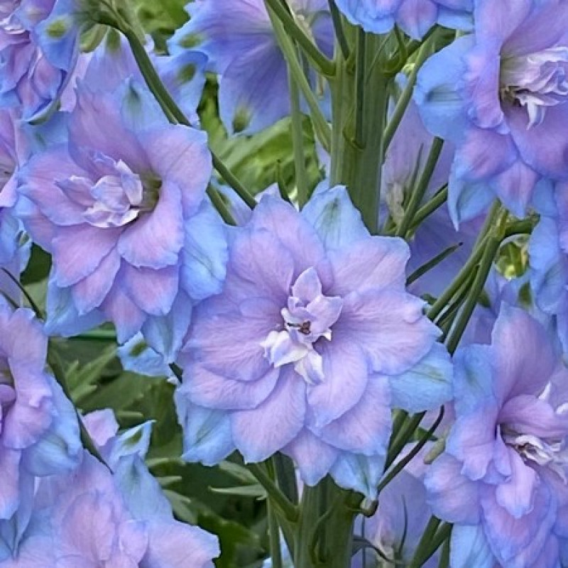 Дельфініум Blue Lace F1 h 1.5-1.8m, 50 шт, New Zealand Delphiniums