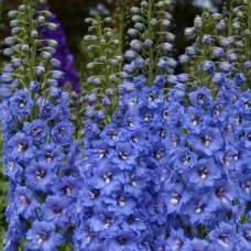  Дельфініум Blue Lace F1 h 1.5-1.8m, 1000 шт, New Zealand Delphiniums