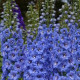 Дельфініум Blue Lace F1 h 1.5-1.8m, 50 шт, New Zealand Delphiniums