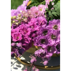  Дельфініум Pink Star F1  (суміш рожевих), 1000 шт, New Zealand Delphiniums