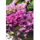 Дельфініум Pink Star F1  (суміш рожевих), 50 шт, New Zealand Delphiniums