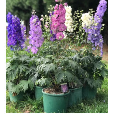  Дельфініум новозеландський  Mini Stars F1 h50-70 см, 1000 шт, New Zealand Delphiniums