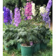 Дельфініум новозеландський Mini Stars F1 h50-70 см, 250 шт, New Zealand Delphiniums