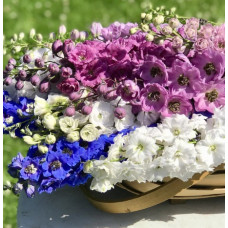  Дельфініум новозеландський Stars F1, 1000 шт, New Zealand Delphiniums
