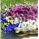 Дельфініум новозеландський  Stars F1, 50 шт, New Zealand Delphiniums