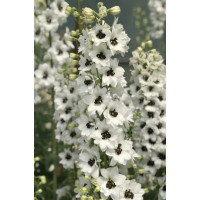  Дельфініум новозеландський Black Eyed Angels F1 h 1-1.2 m, 5 шт, New Zealand Delphiniums