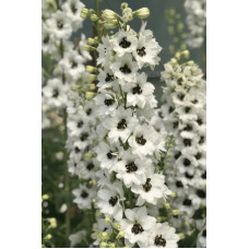  Дельфініум новозеландський  Black Eyed Angels F1 h 1-1.2 m, 250 шт, New Zealand Delphiniums