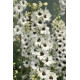 Дельфініум новозеландський Black Eyed Angels F1 h 1-1.2 m, 1000 шт, New Zealand Delphiniums