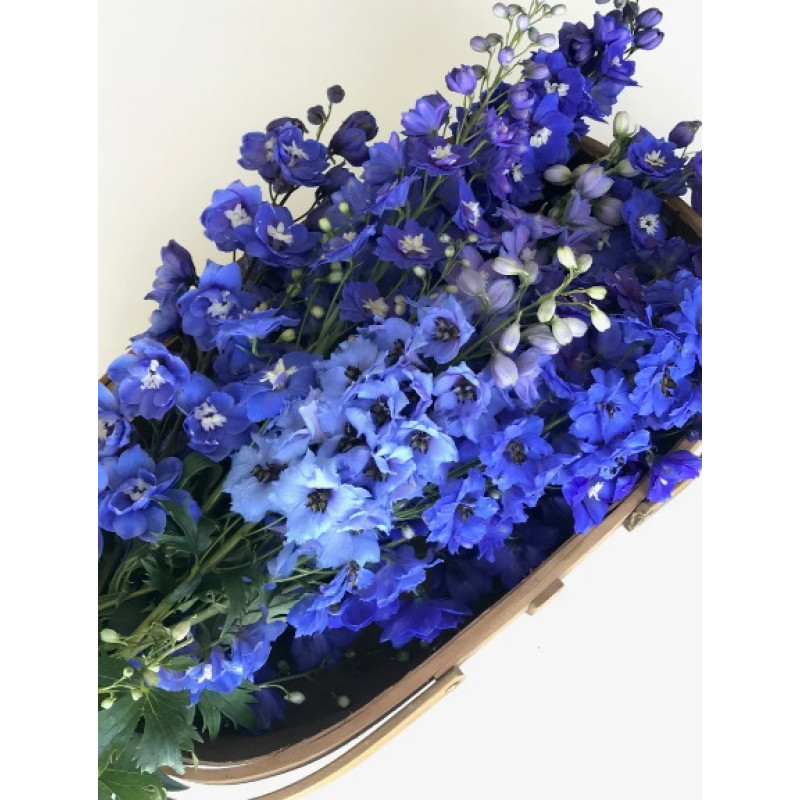 Дельфініум новозеландський Blue Stars F1 (суміш синіх) 1-1,5m, 50 шт, New Zealand Delphiniums