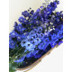 Дельфініум новозеландський Blue Stars F1 (суміш синіх) 1-1,5m, 50 шт, New Zealand Delphiniums
