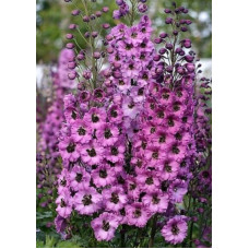  Дельфініум новозеландський  Dusky Maidnes F1 h 1.5-1.8m, 5 шт, New Zealand Delphiniums