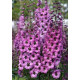 Дельфініум новозеландський Dusky Maidnes F1 h 1.5-1.8m, 1000 шт, New Zealand Delphiniums
