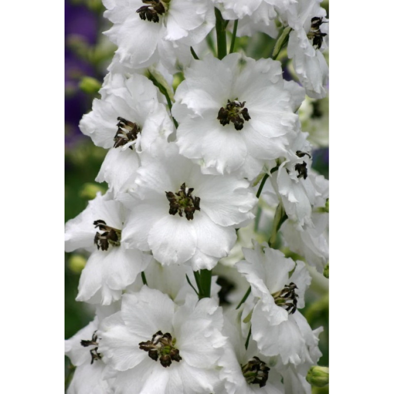 Дельфініум новозеландський Black Eyed Angels F1 h 1-1.2 m, 1000 шт, New Zealand Delphiniums