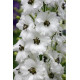 Дельфініум новозеландський Black Eyed Angels F1 h 1-1.2 m, 1000 шт, New Zealand Delphiniums