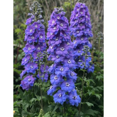  Дельфініум новозеландський  Morning Lights F1 h 1-1,4m, 5 шт, New Zealand Delphiniums