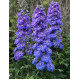 Дельфініум новозеландський  Morning Lights F1 h 1-1,4m, 50 шт, New Zealand Delphiniums