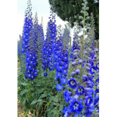  Дельфініум новозеландський  Cobalt Dreams F1 h 1.5-1.8m, 1000 шт, New Zealand Delphiniums