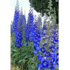 Дельфініум новозеландський Cobalt Dreams F1 h 1.5-1.8m, 5 шт, New Zealand Delphiniums