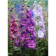 Дельфініум новозеландський  Stars F1, 50 шт, New Zealand Delphiniums