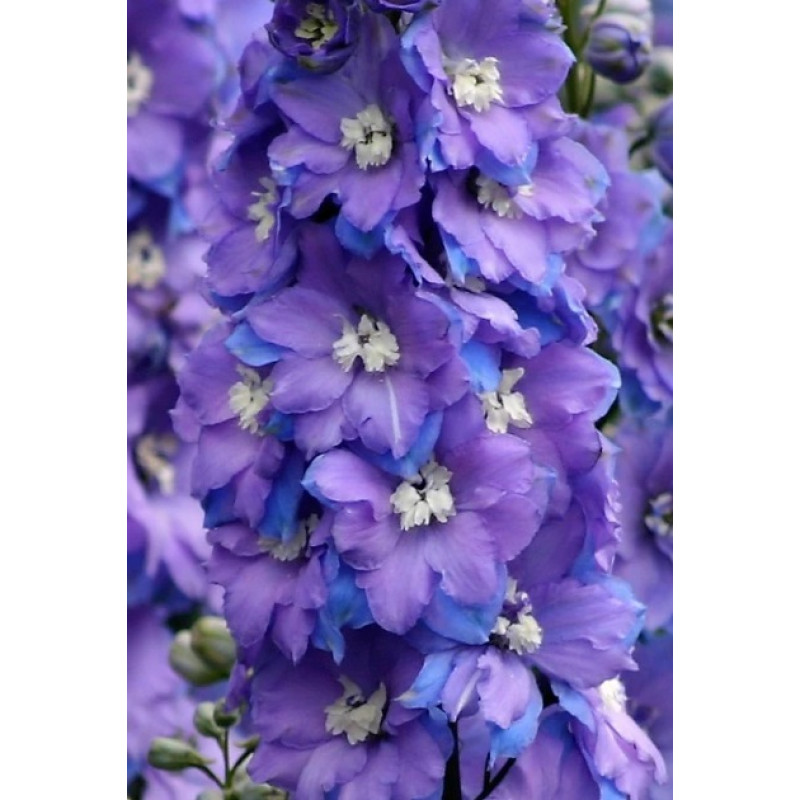 Дельфініум новозеландський  Morning Lights F1 h 1-1,4m, 50 шт, New Zealand Delphiniums