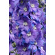Дельфініум новозеландський  Morning Lights F1 h 1-1,4m, 50 шт, New Zealand Delphiniums