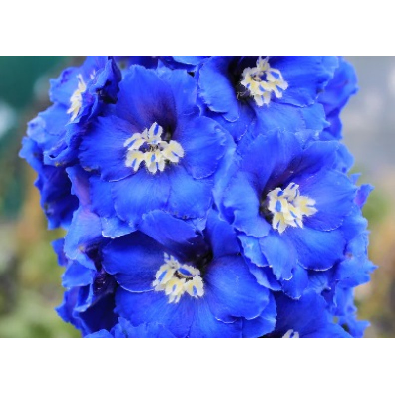 Дельфініум новозеландський Cobalt Dreams F1 h 1.5-1.8m, 5 шт, New Zealand Delphiniums