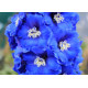 Дельфініум новозеландський Cobalt Dreams F1 h 1.5-1.8m, 5 шт, New Zealand Delphiniums