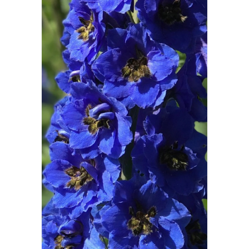 Дельфініум новозеландський  Blue Buccaneers F1 h 1-1.5m, 5 шт, New Zealand Delphiniums