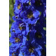 Дельфініум новозеландський  Blue Buccaneers F1 h 1-1.5m, 5 шт, New Zealand Delphiniums