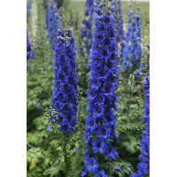 Дельфініум новозеландський  Blue Buccaneers F1 h 1-1.5m, 50 шт, New Zealand Delphiniums
