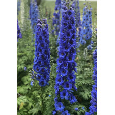  Дельфініум новозеландський  Blue Buccaneers F1 h 1-1.5m, 1000 шт, New Zealand Delphiniums