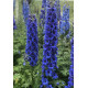 Дельфініум новозеландський  Blue Buccaneers F1 h 1-1.5m, 5 шт, New Zealand Delphiniums