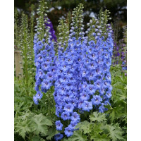 Дельфініум Blue Lace F1 h 1.5-1.8m, 5 шт, New Zealand Delphiniums