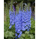 Дельфініум Blue Lace F1 h 1.5-1.8m, 5 шт, New Zealand Delphiniums