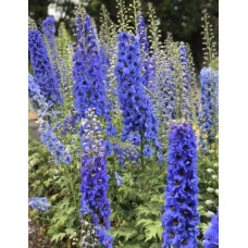  Дельфініум новозеландський  Blue Stars F1 (суміш синіх) 1-1,5m, 1000 шт, New Zealand Delphiniums