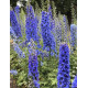 Дельфініум новозеландський Blue Stars F1 (суміш синіх) 1-1,5m, 50 шт, New Zealand Delphiniums