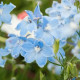 Дельфініум Summer®: Blues, 100 шт, Benary