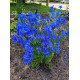 Дельфініум великоквітковий Mirror Blue 1000 шт, Benary