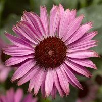 Ехінацея Prairie Spendor™Compact Dark Rose, 25 шт, Syngenta