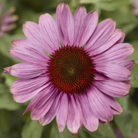 Ехінацея Prairie Spendor™Compact Rose, 5 шт, Syngenta