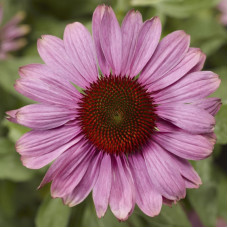 Ехінацея Prairie Spendor™Compact Rose, 5 шт, Syngenta