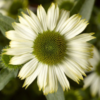 Ехінацея Prairie Spendor™Compact White, 25 шт, Syngenta