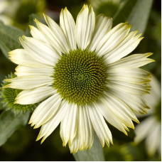 Ехінацея Prairie Spendor™Compact White, 100 шт, Syngenta